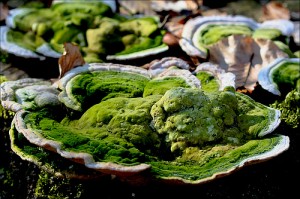 Ces bactéries voraces qui mangent le nitrate ces-bacteries-voraces-qui-mangent-le-nitrate
