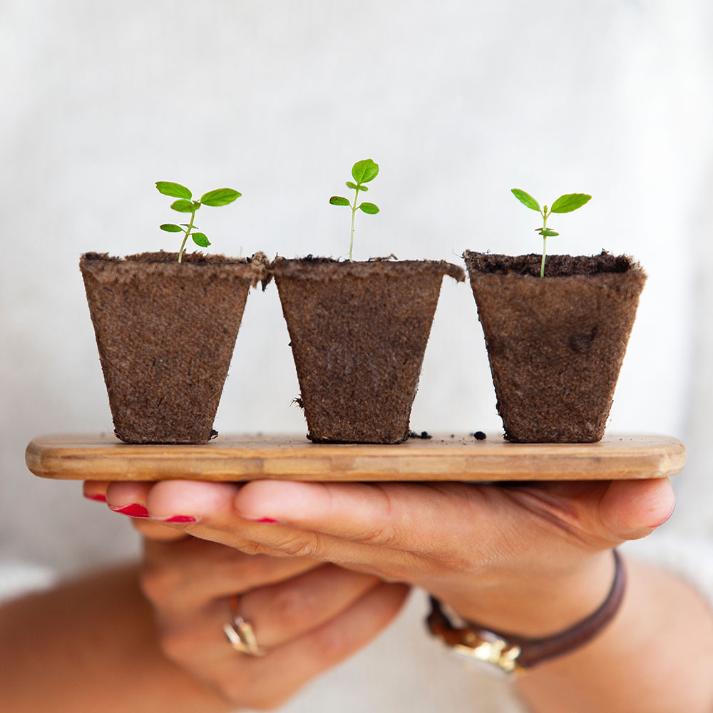 plantes à faire repousser