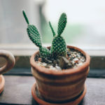 plantes à avoir en appartement