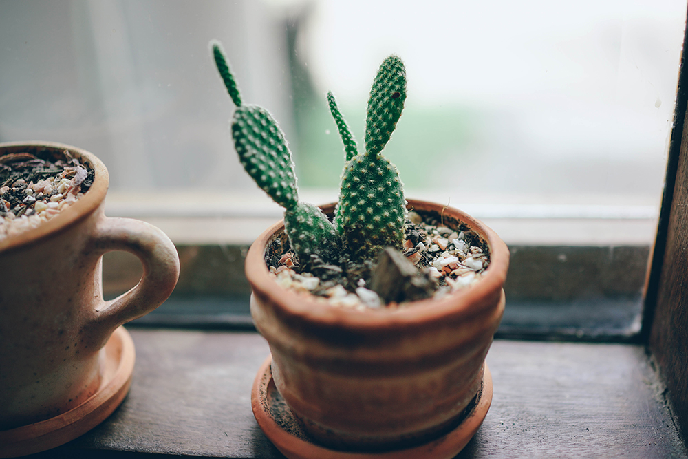 plantes à avoir en appartement