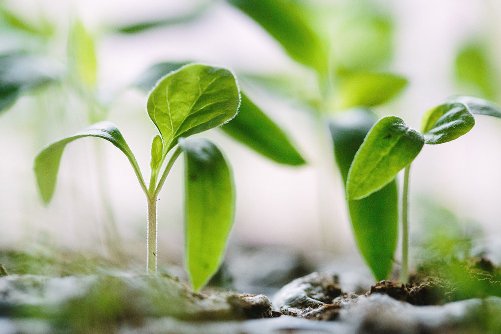 plantes à faire repousser