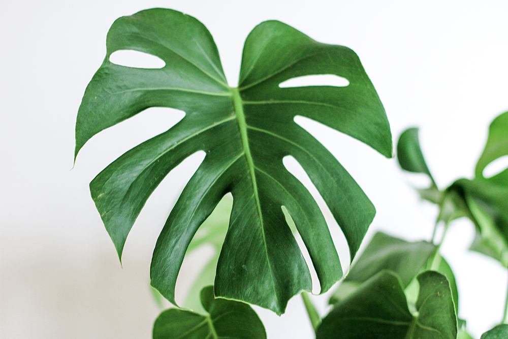 plantes à avoir en appartement