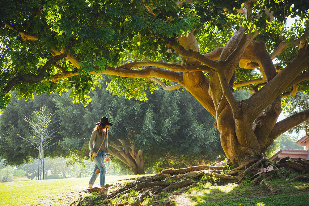 adopter un arbre