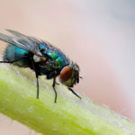 astuces naturelles contre les mouches