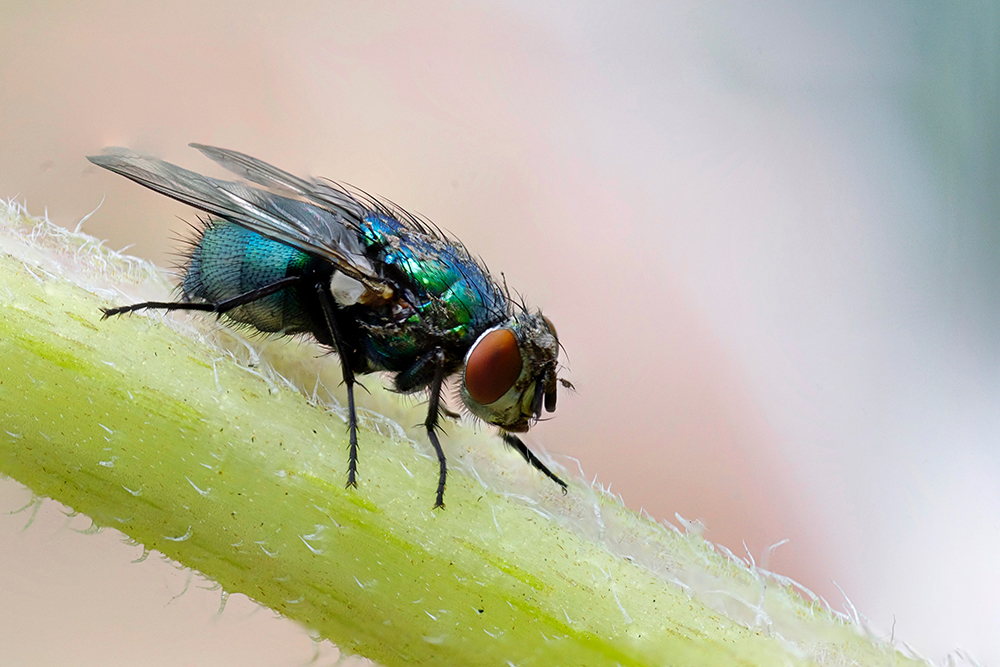 astuces naturelles contre les mouches