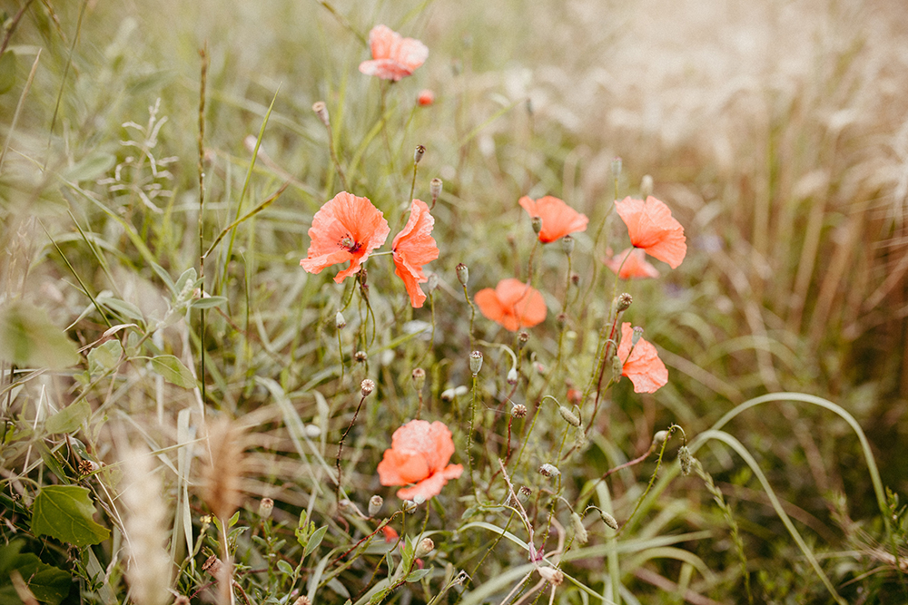 biodiversité